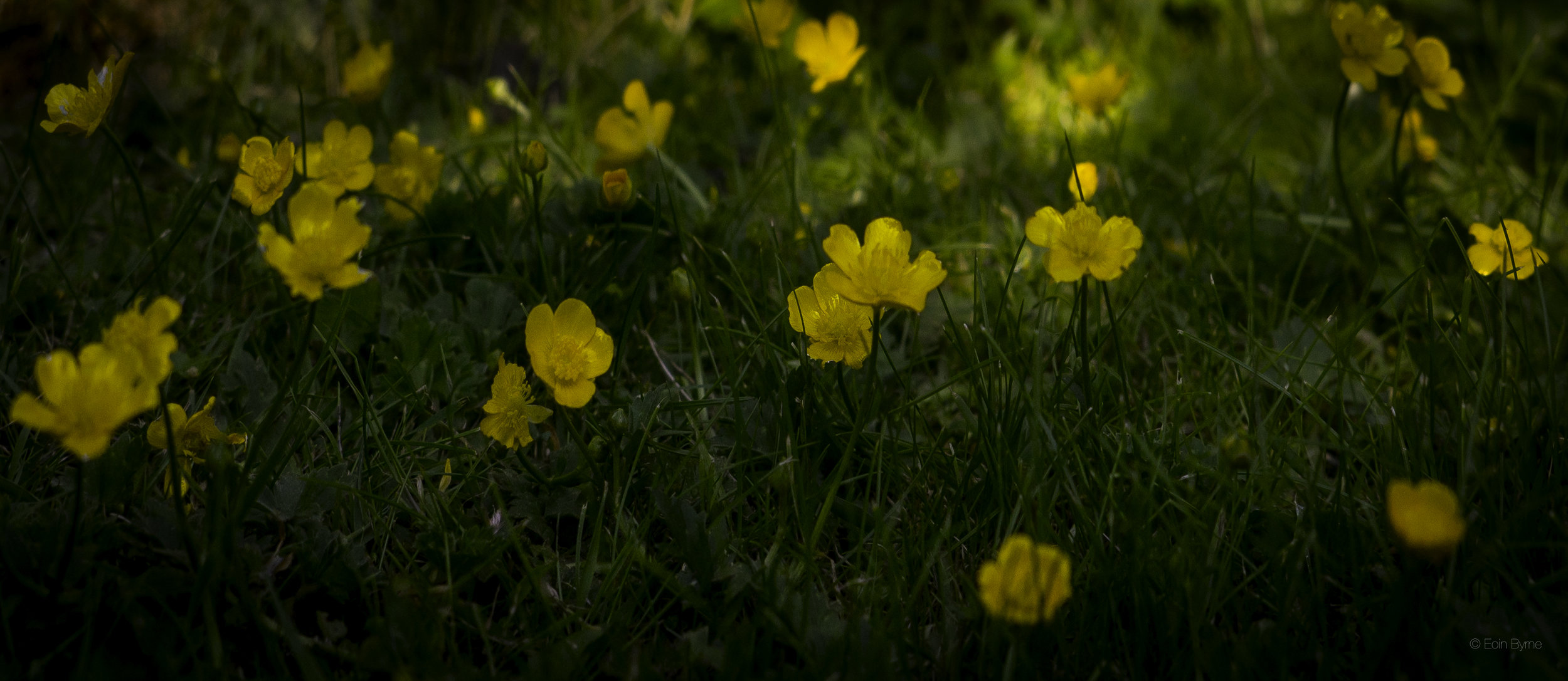 Buttercups in the late sun 2.jpg