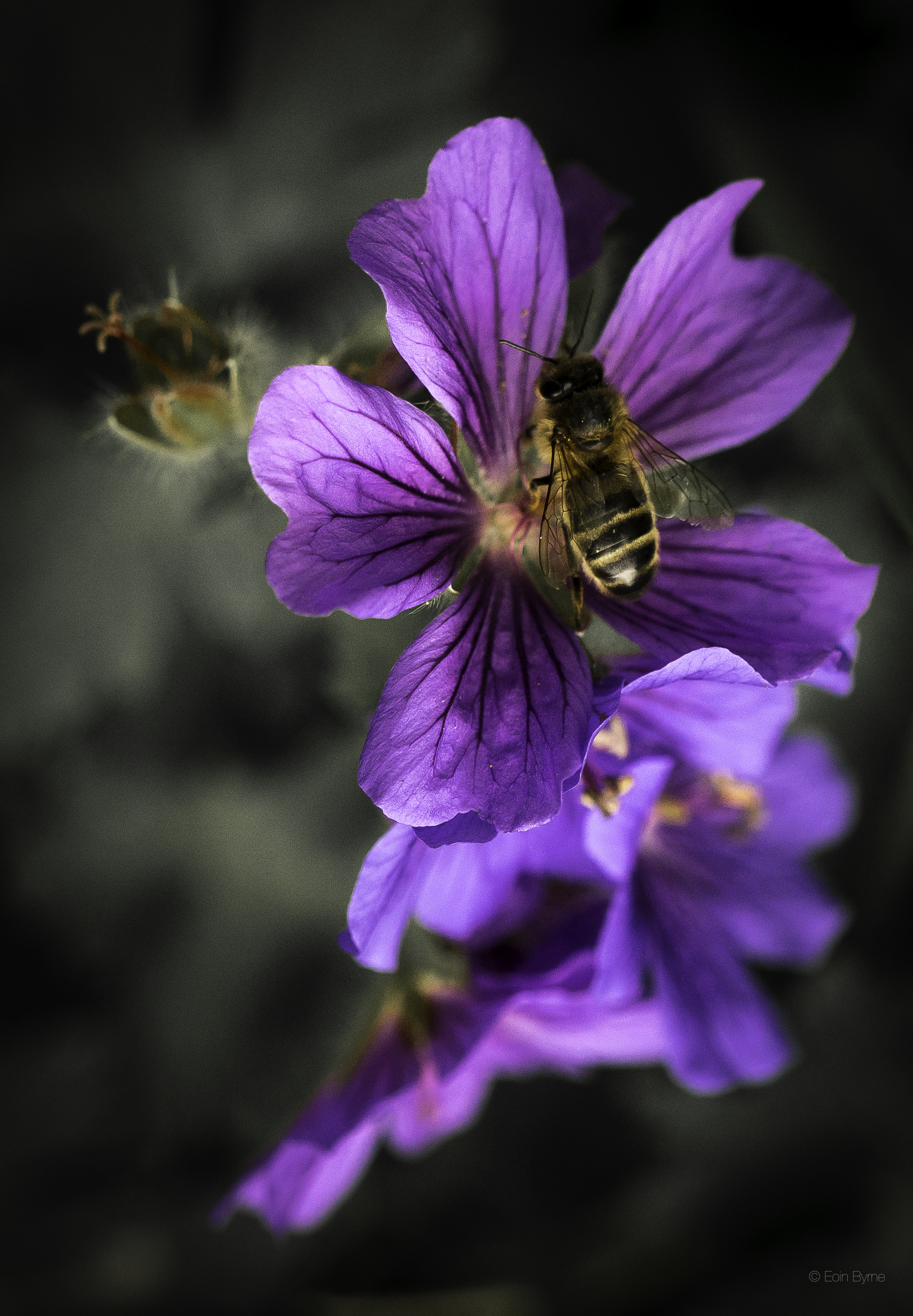 bee in the morning 1.jpg