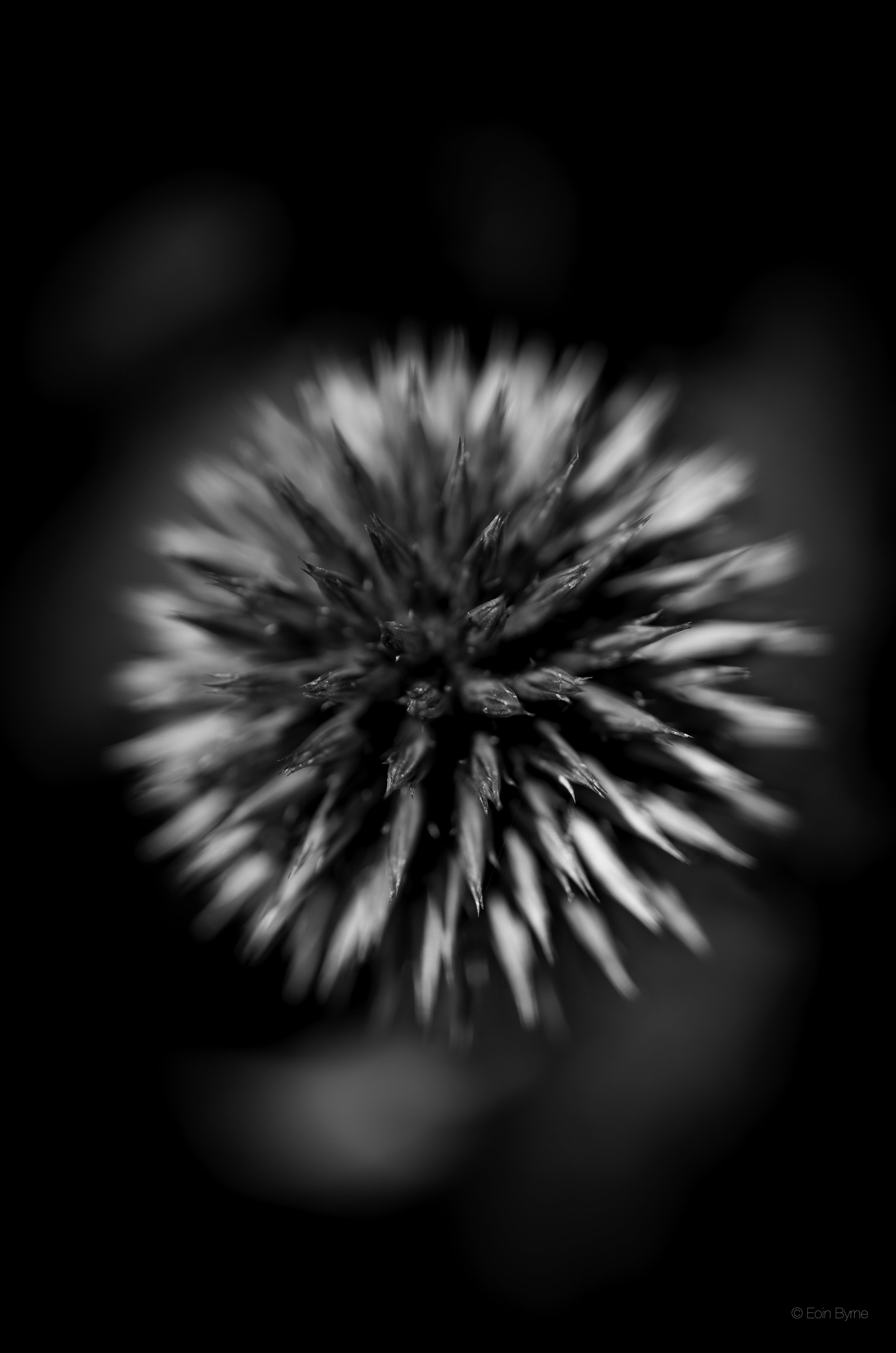 star shaped flower 3.jpg
