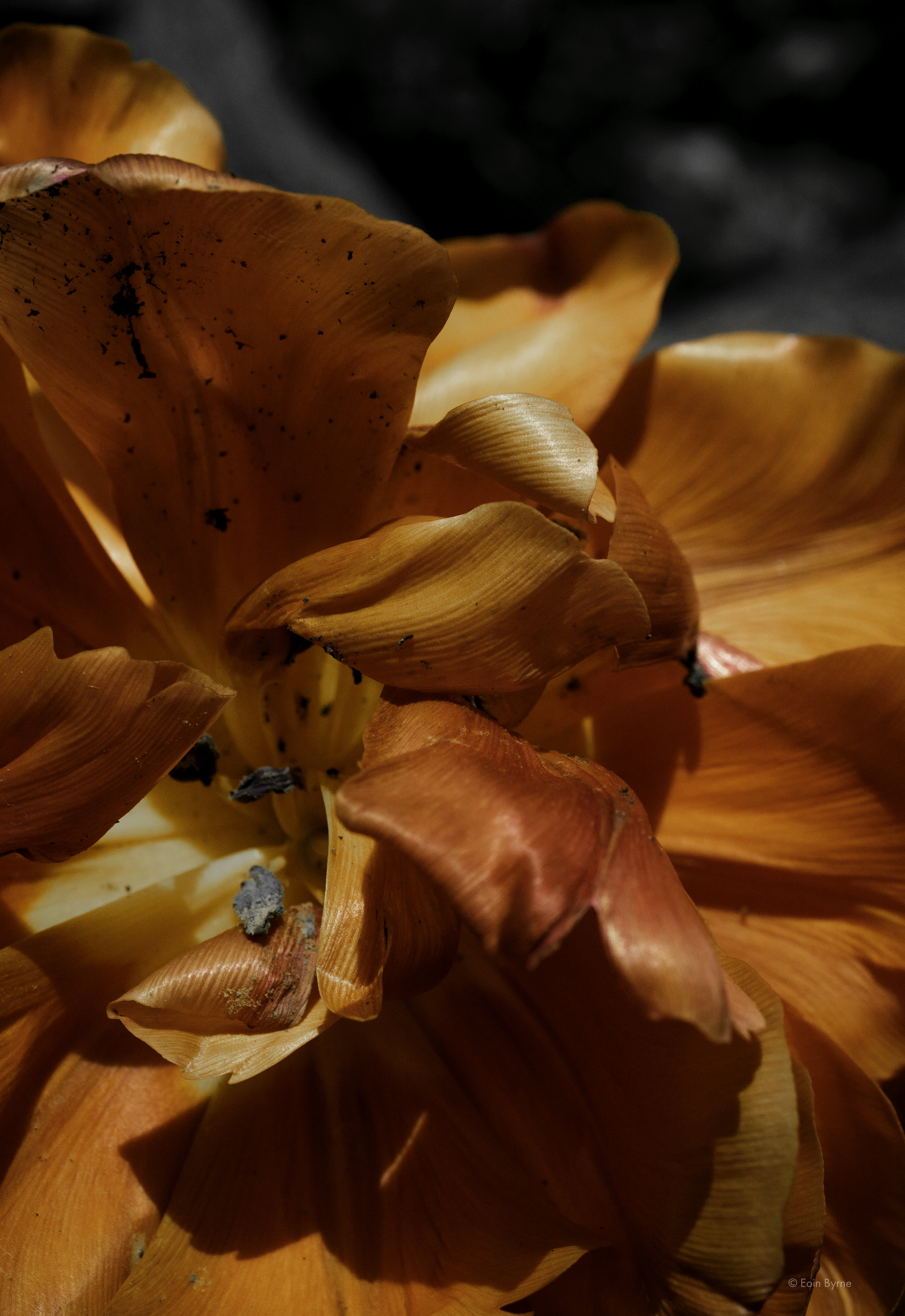 Fallen tulips 2.jpg