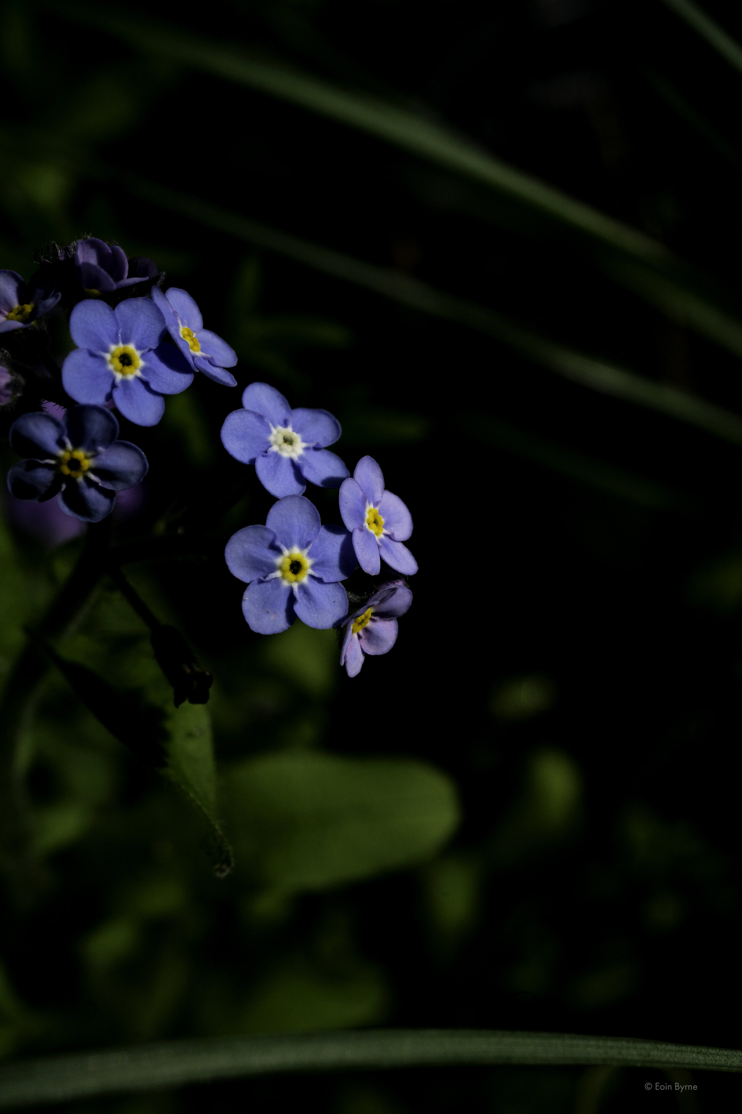 Forgetmenots 1.jpg