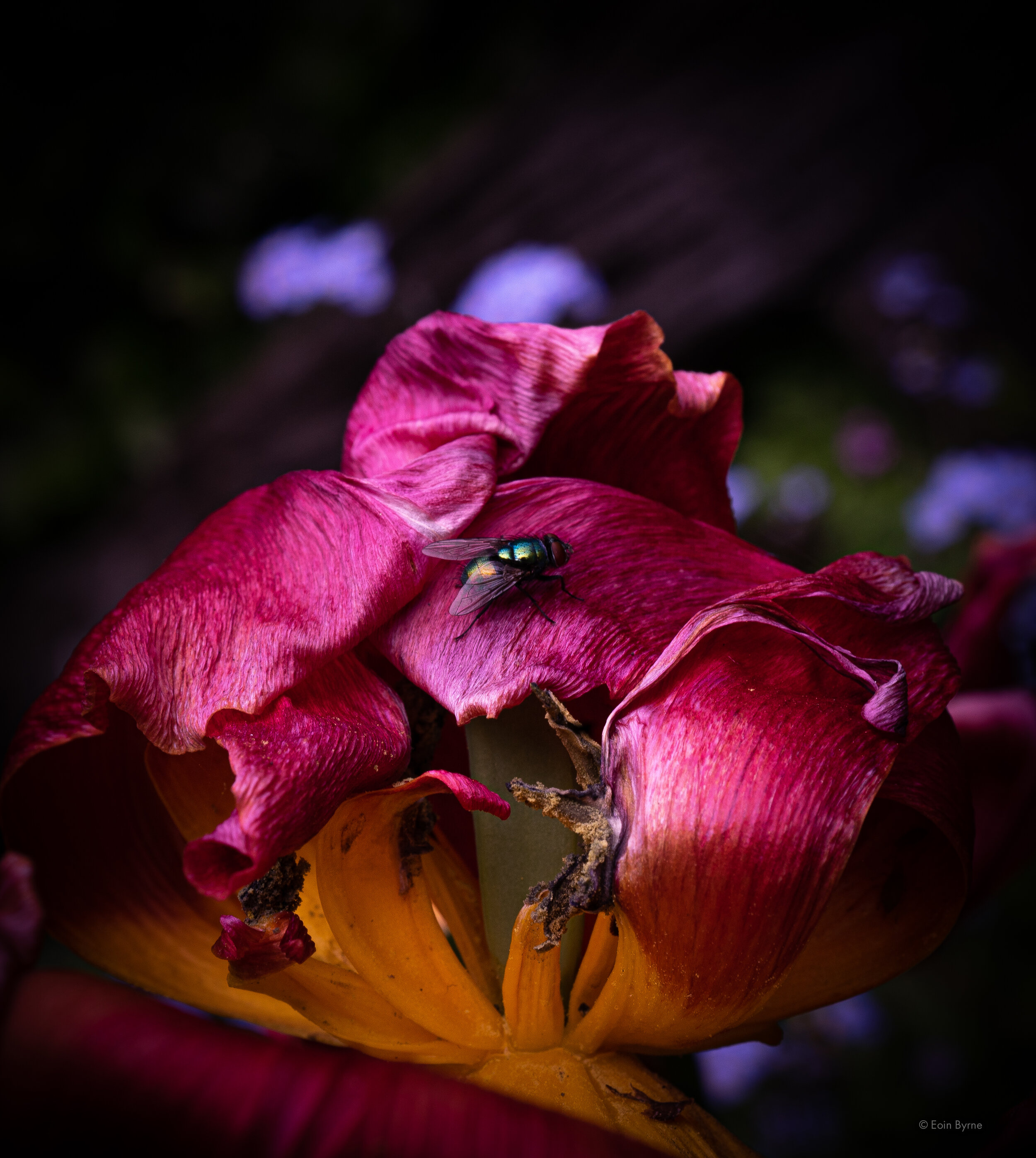 Fly on an old Tulip 1.jpg