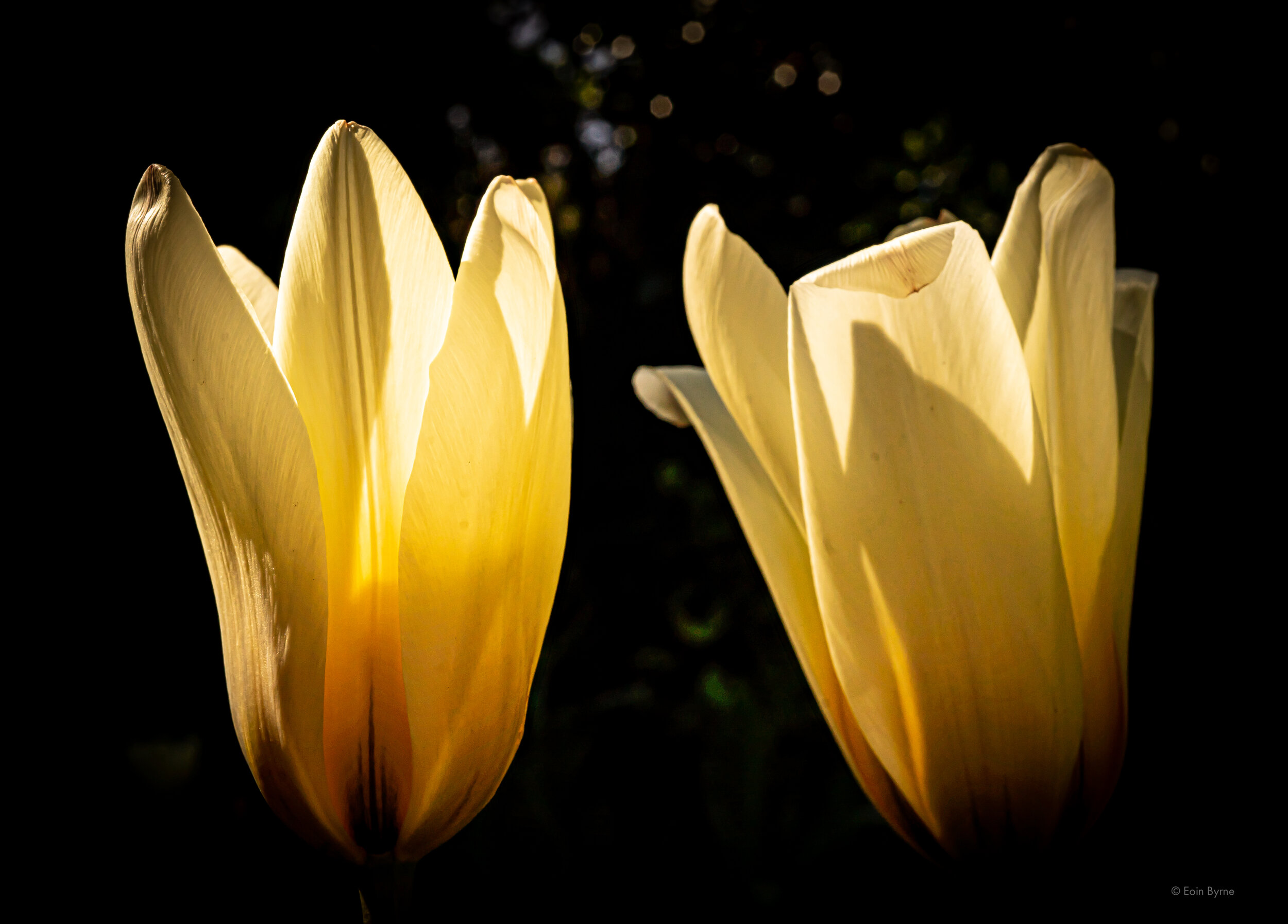 2 tulips 4.jpg
