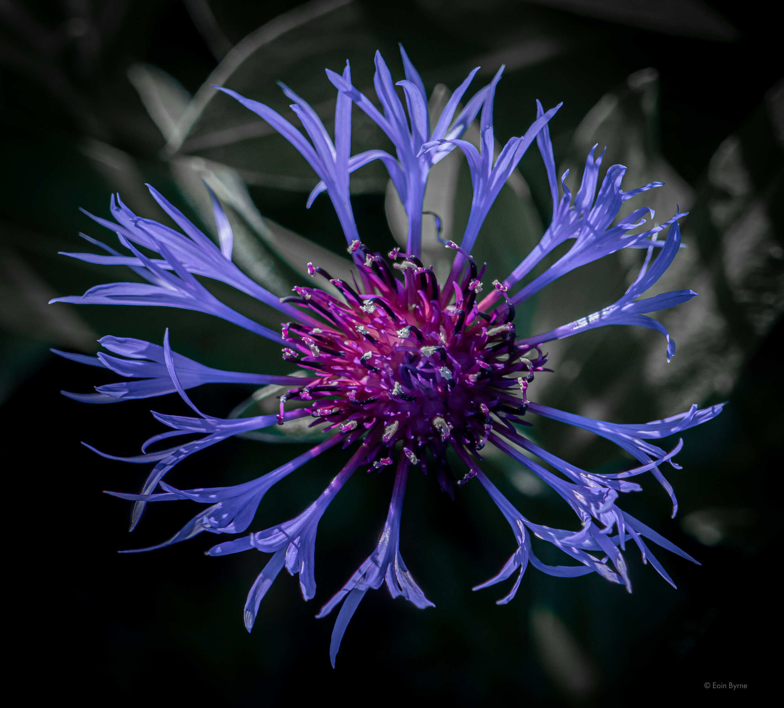 Cornflower 1 ?.jpg