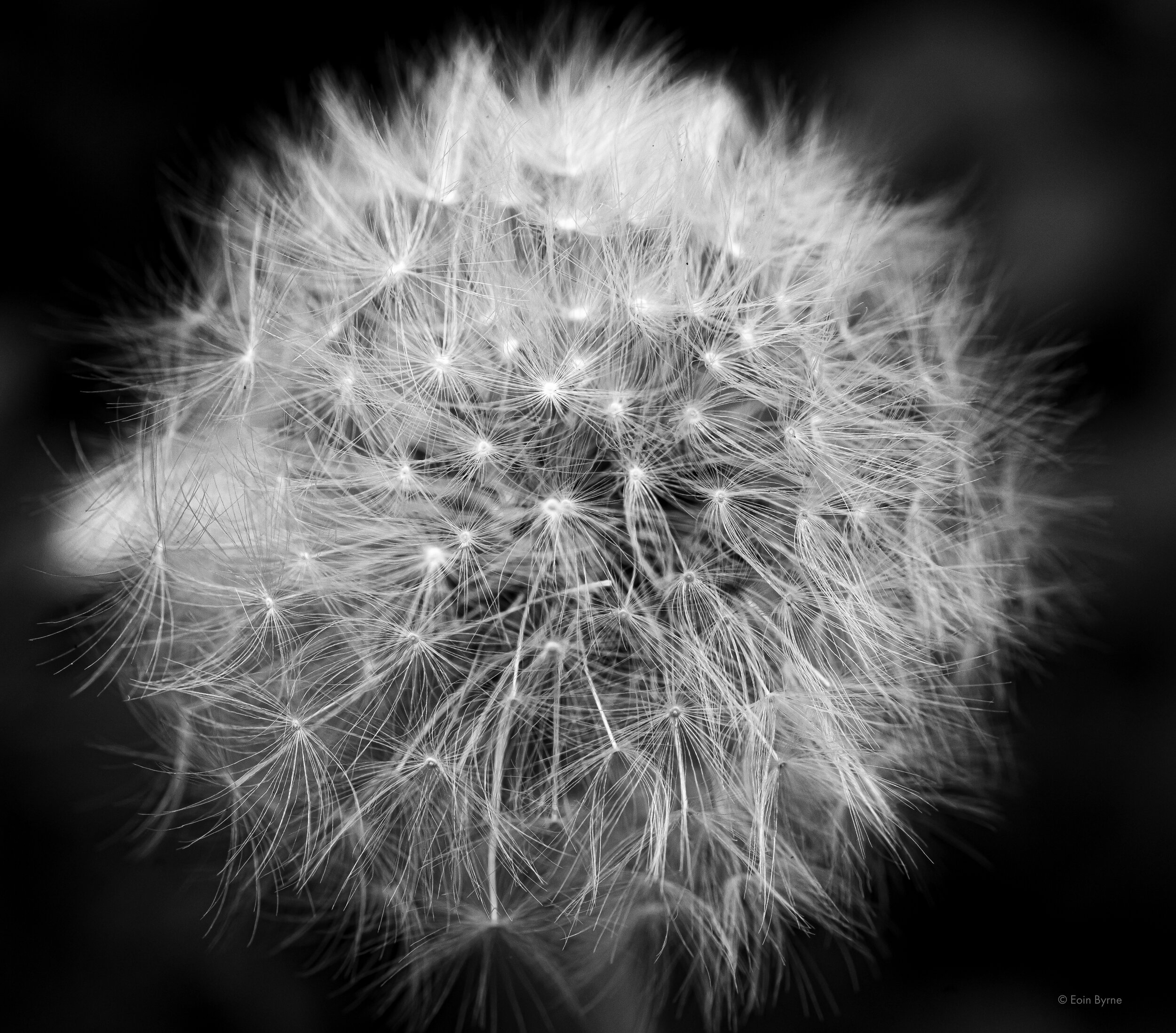 Dandelion seedhead 4.jpg