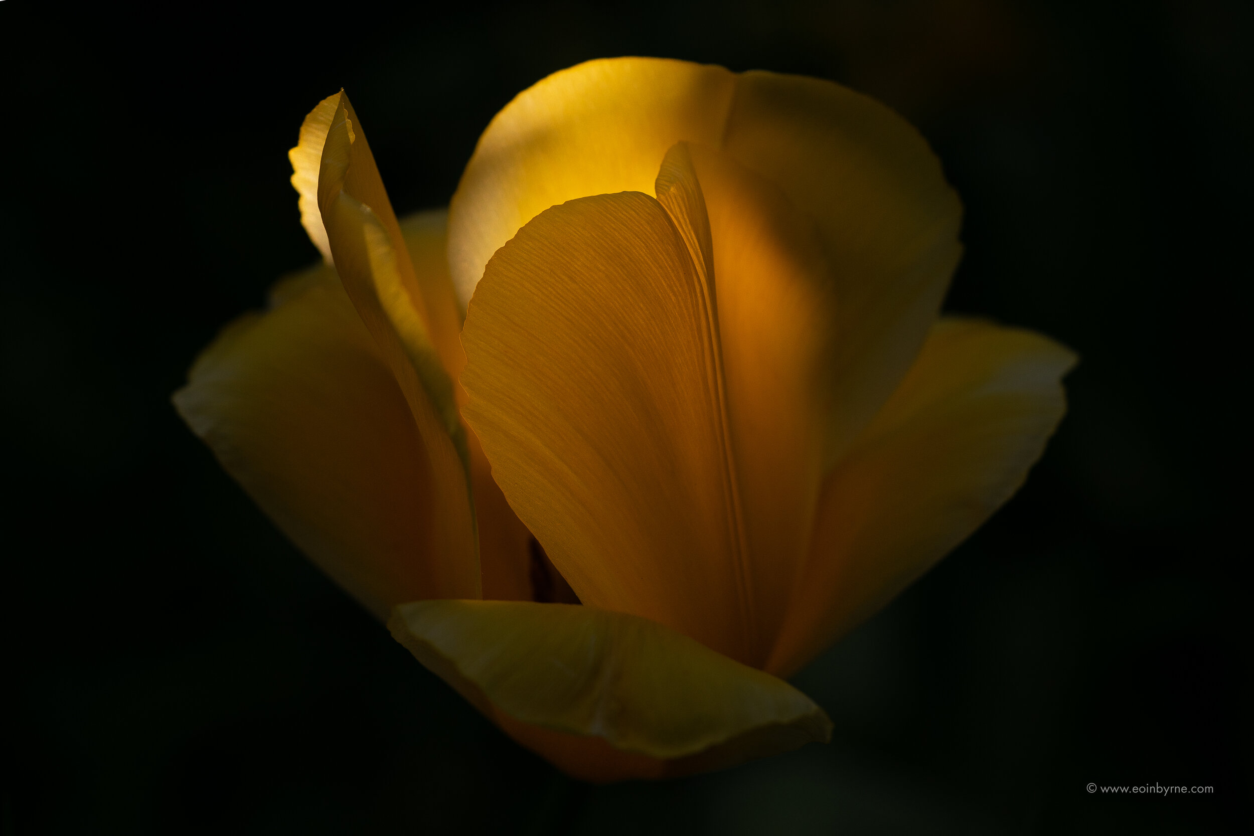 Last sun on a tulip 2.jpg