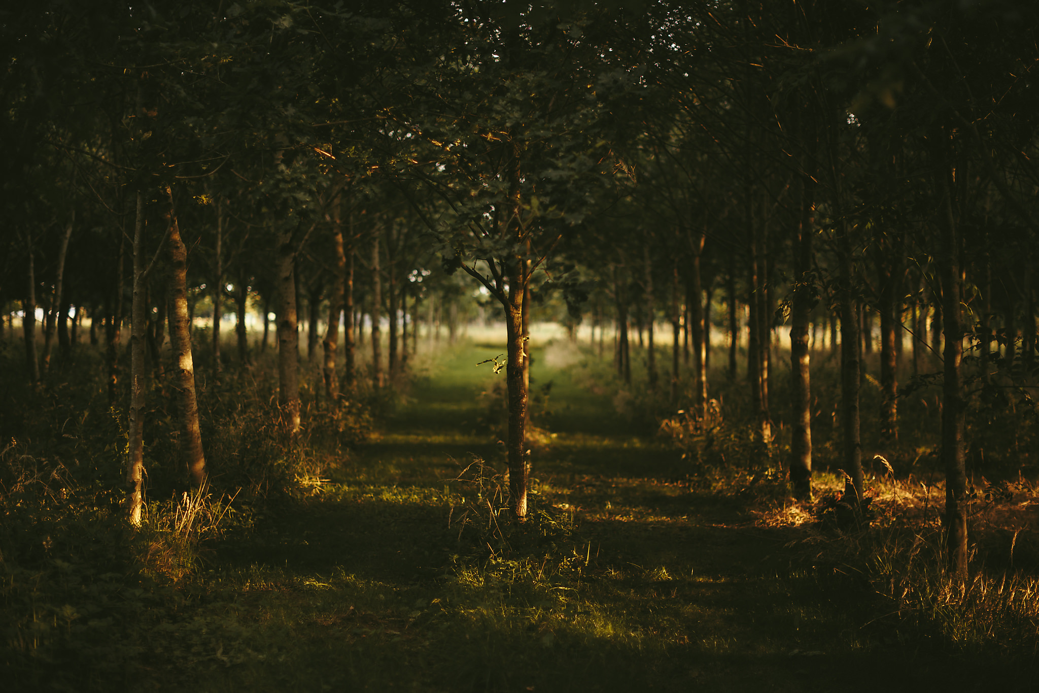 Northumbrian_Woodland_Burials_Aug17-61.jpg