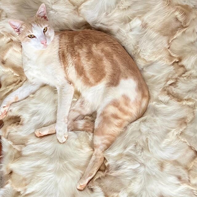 Where&rsquo;s Edmund? 🐱 It&rsquo;s a dogs life 🐈 🐱 ... #ohedmund #luxurycats