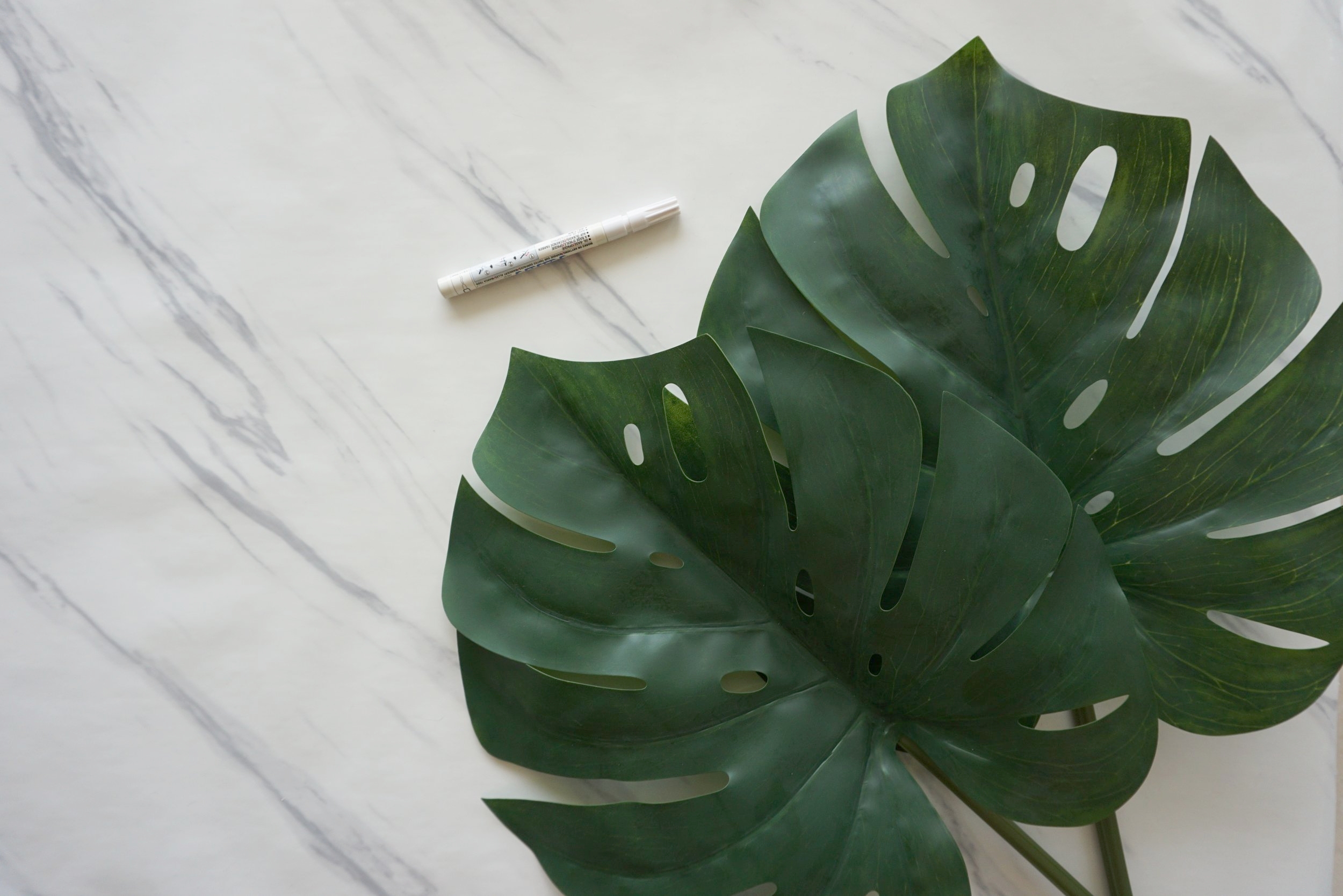 Monstera leaves+marker.jpg