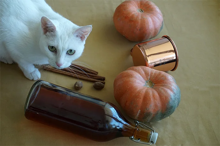 Chabi pumpkin 2 small.jpg
