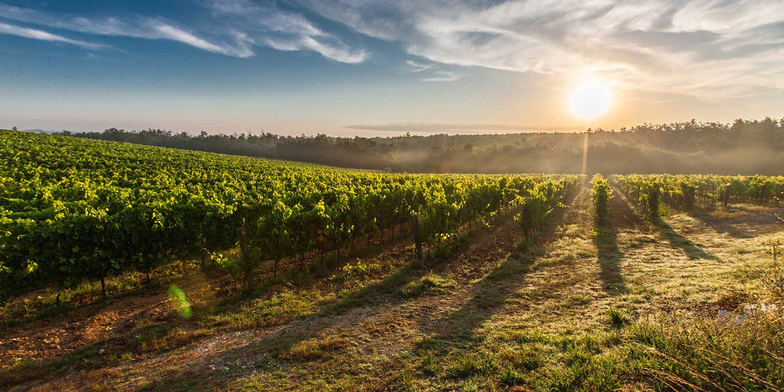 adelaidehillsvineyards.jpg