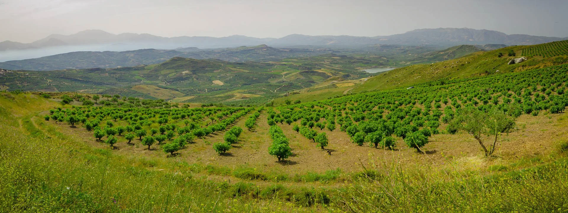 Vilana.Pirovolikes.Vineyard.Photo.jpg