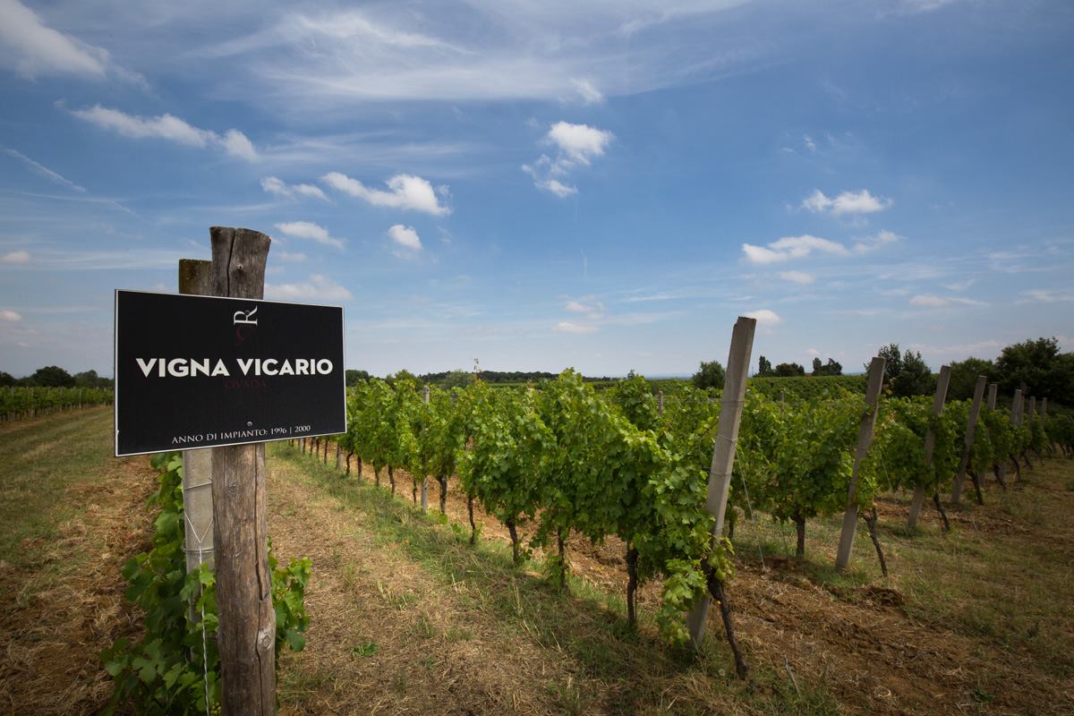 The Vicario Vineyard, where Losna is sourced. Image Source