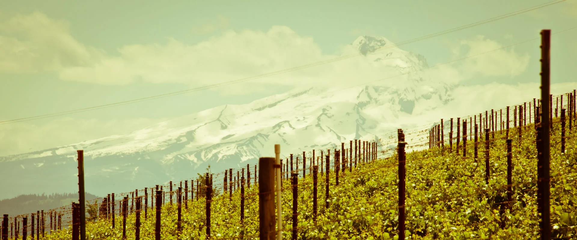 A look at the vineyards at Savage Grace.