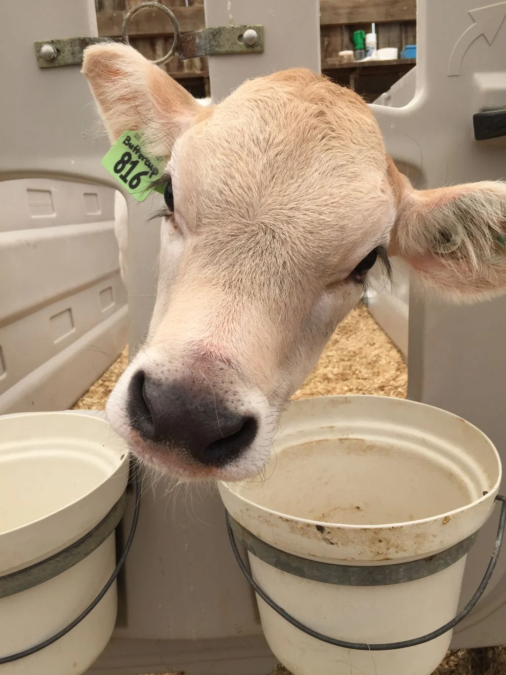 Buttercup, one of the Shelburne Farm ladies.