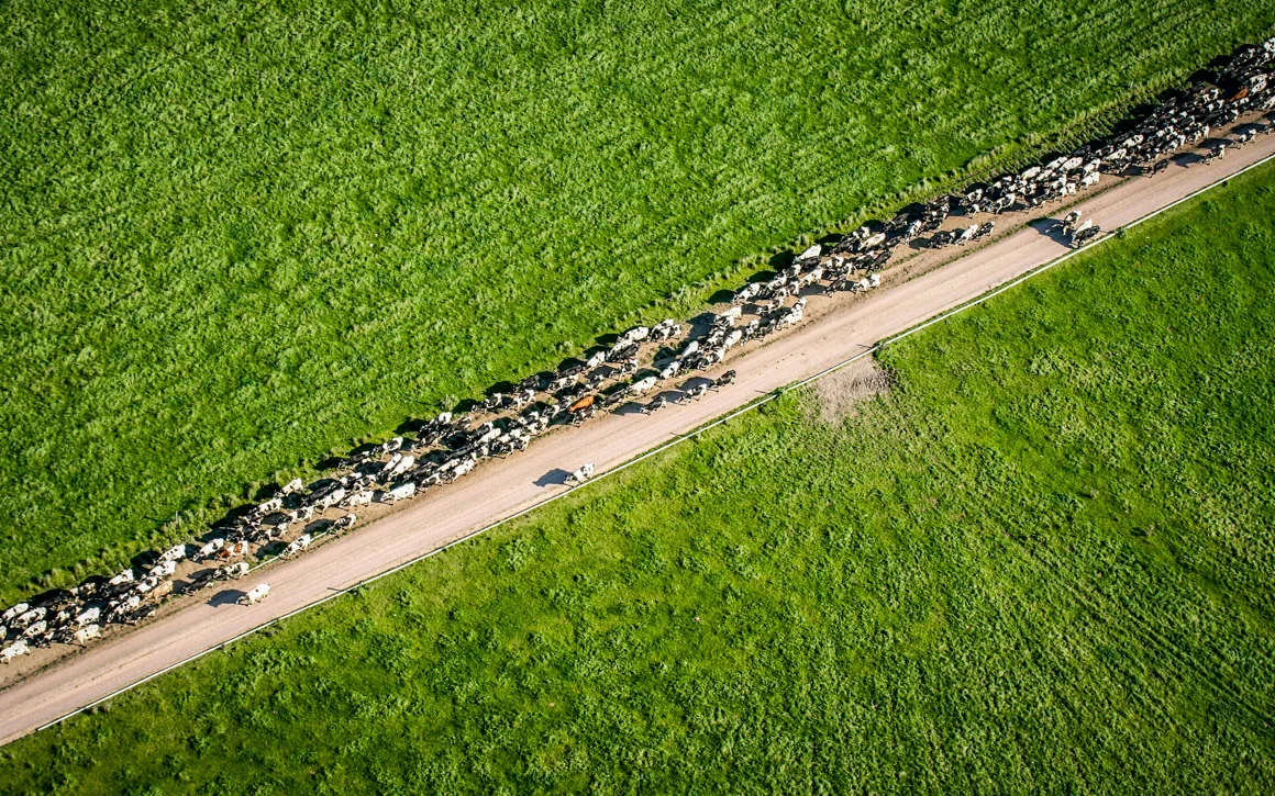 Wrangeback cows on the move