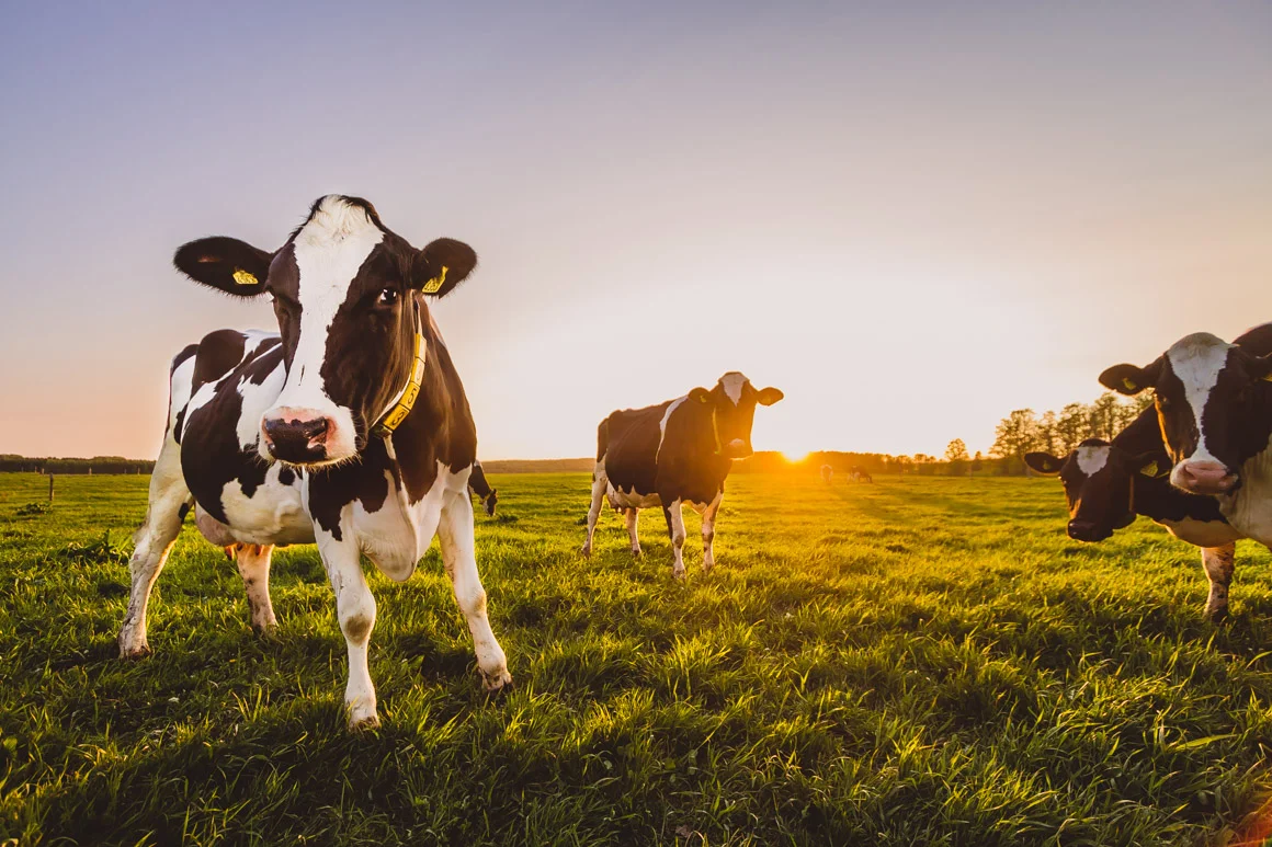 wrangeback cows ip close