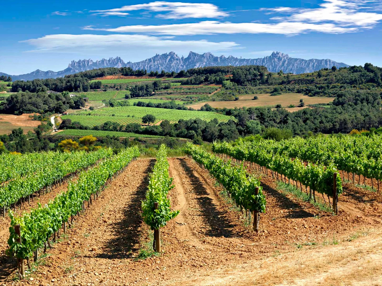 Vineyards in Catalonia
