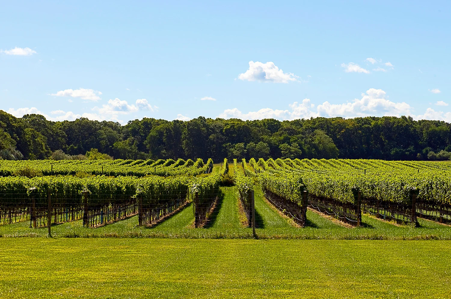 channingdaughtersvineyards.jpg