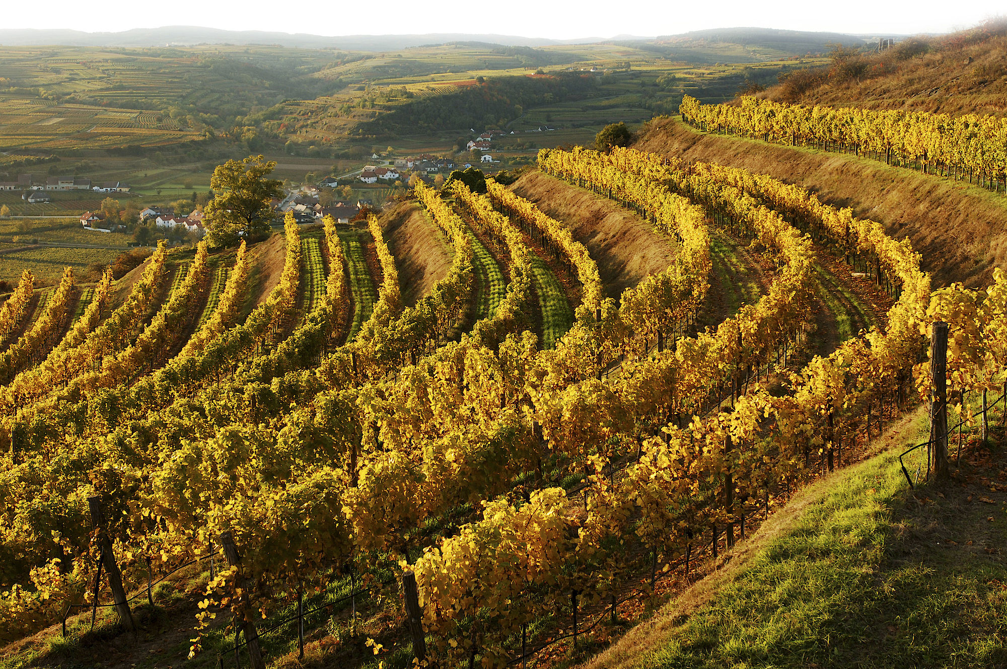 Vineyards along the Heiligentstein in the Kamptal region of Austria.
