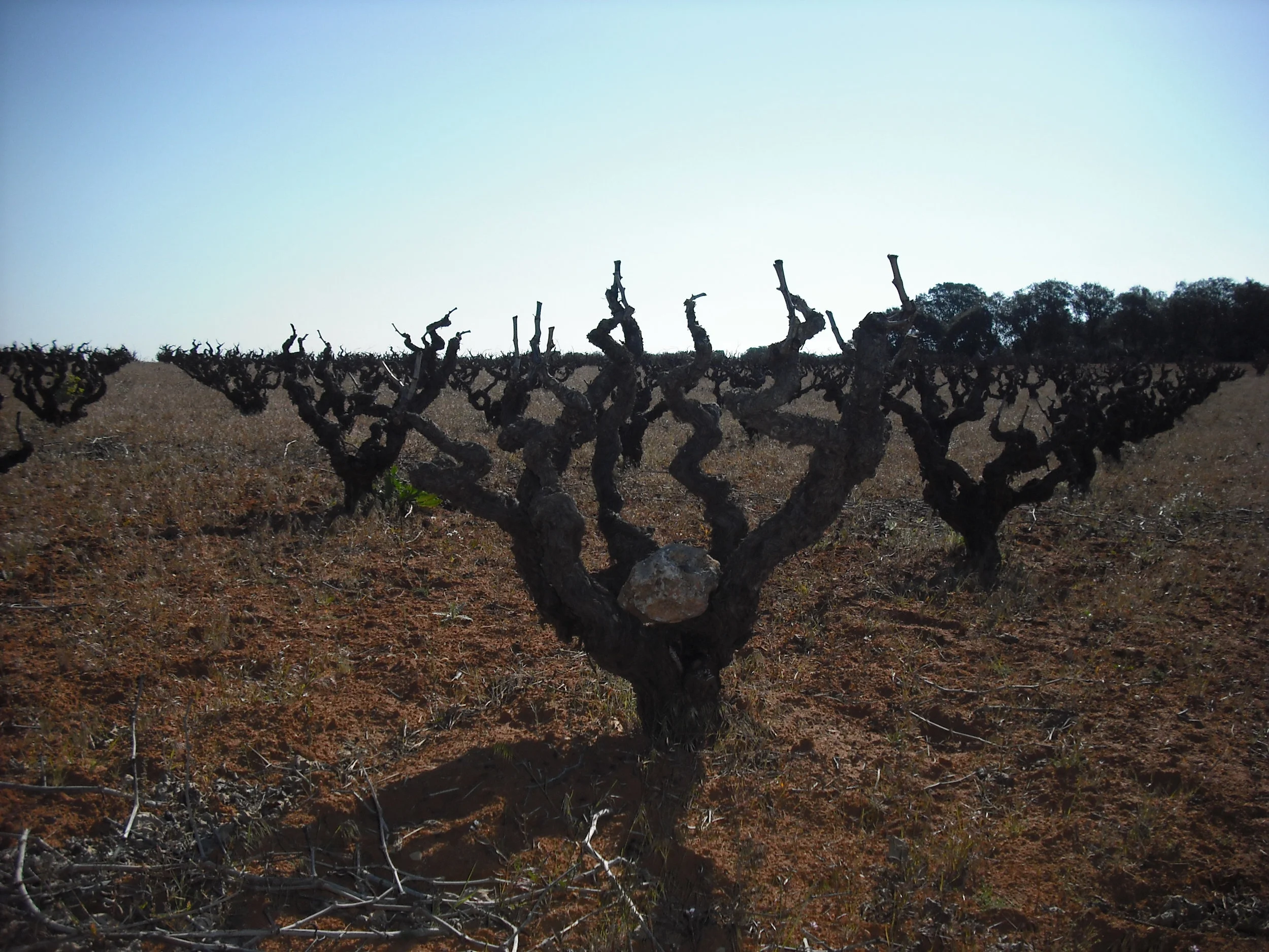 The gnarled Bobal vines of Bodegas Ponce.