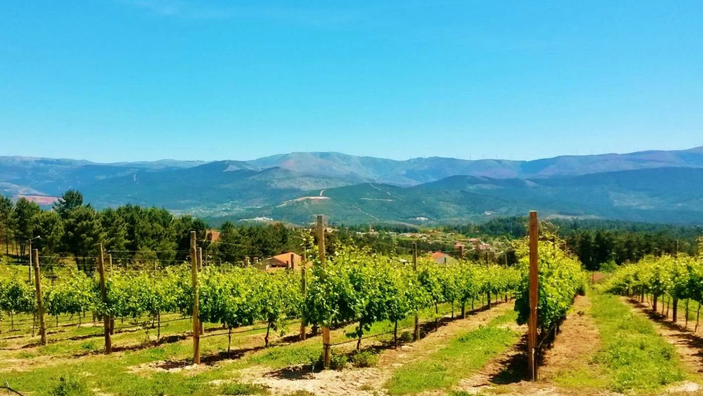 vinhoverde.jpg