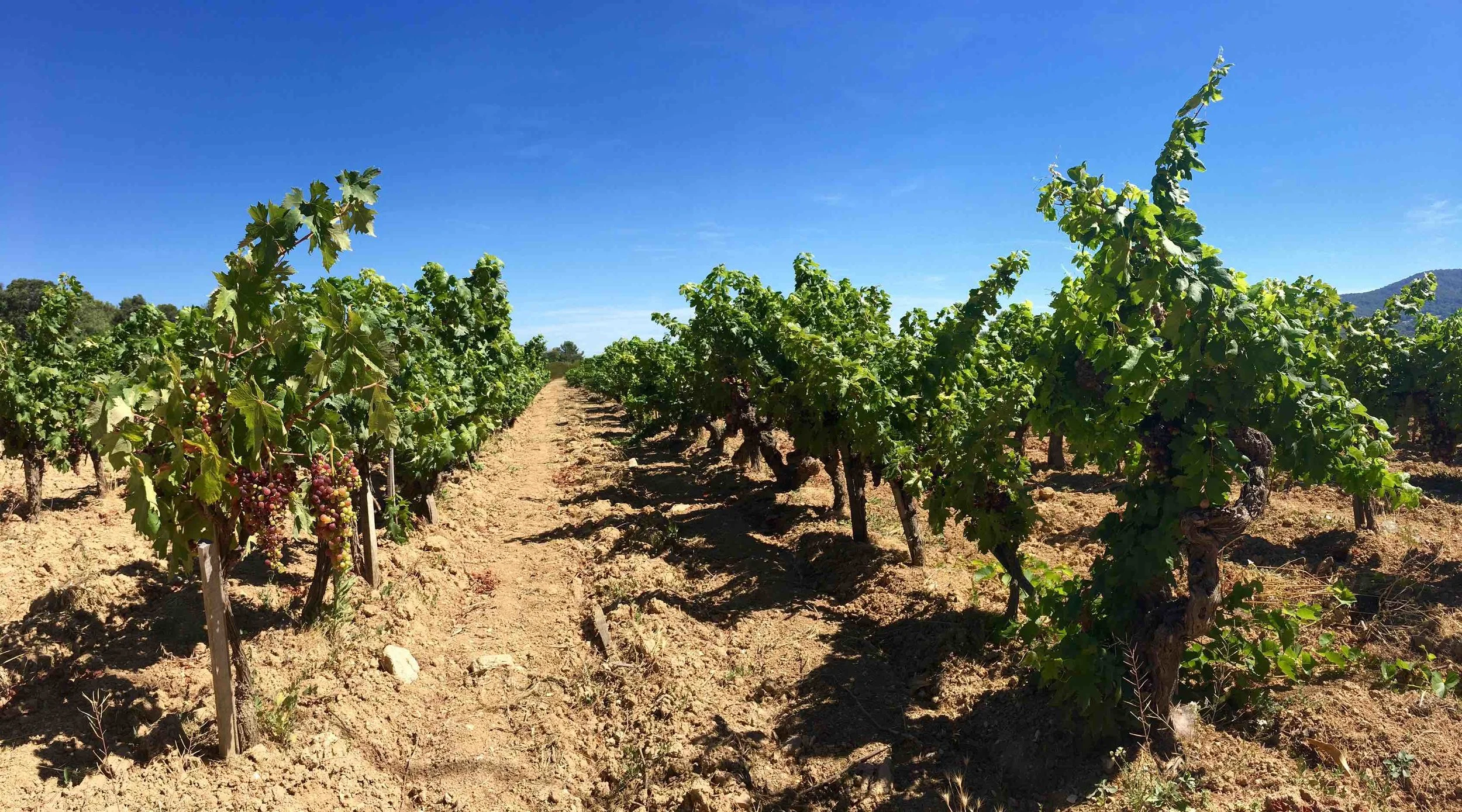 Vineyards of Clos Cibonne famed Tibouren.