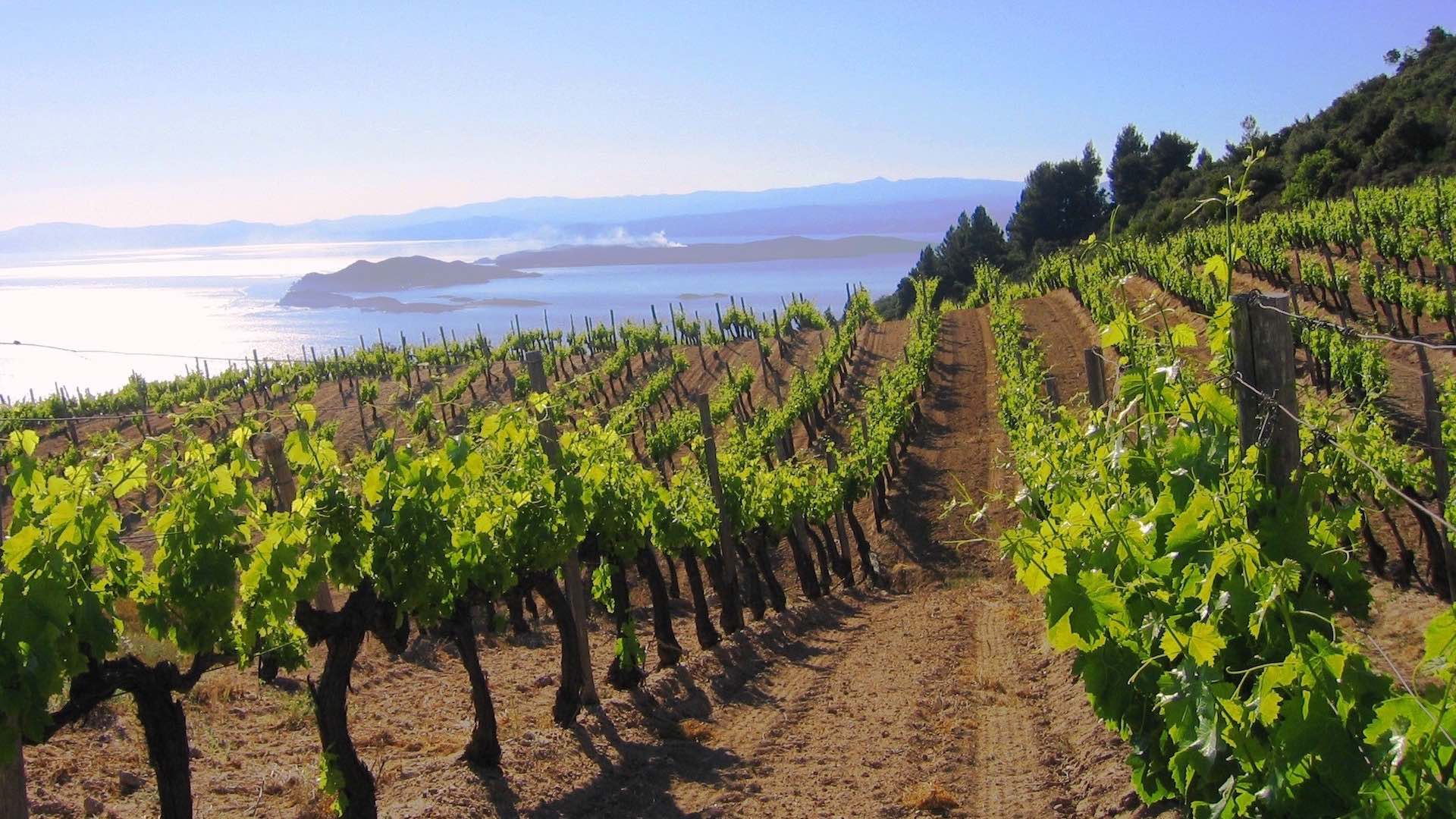 The-Greek-Wine-Experience-Kefalonia_vineyards.jpg