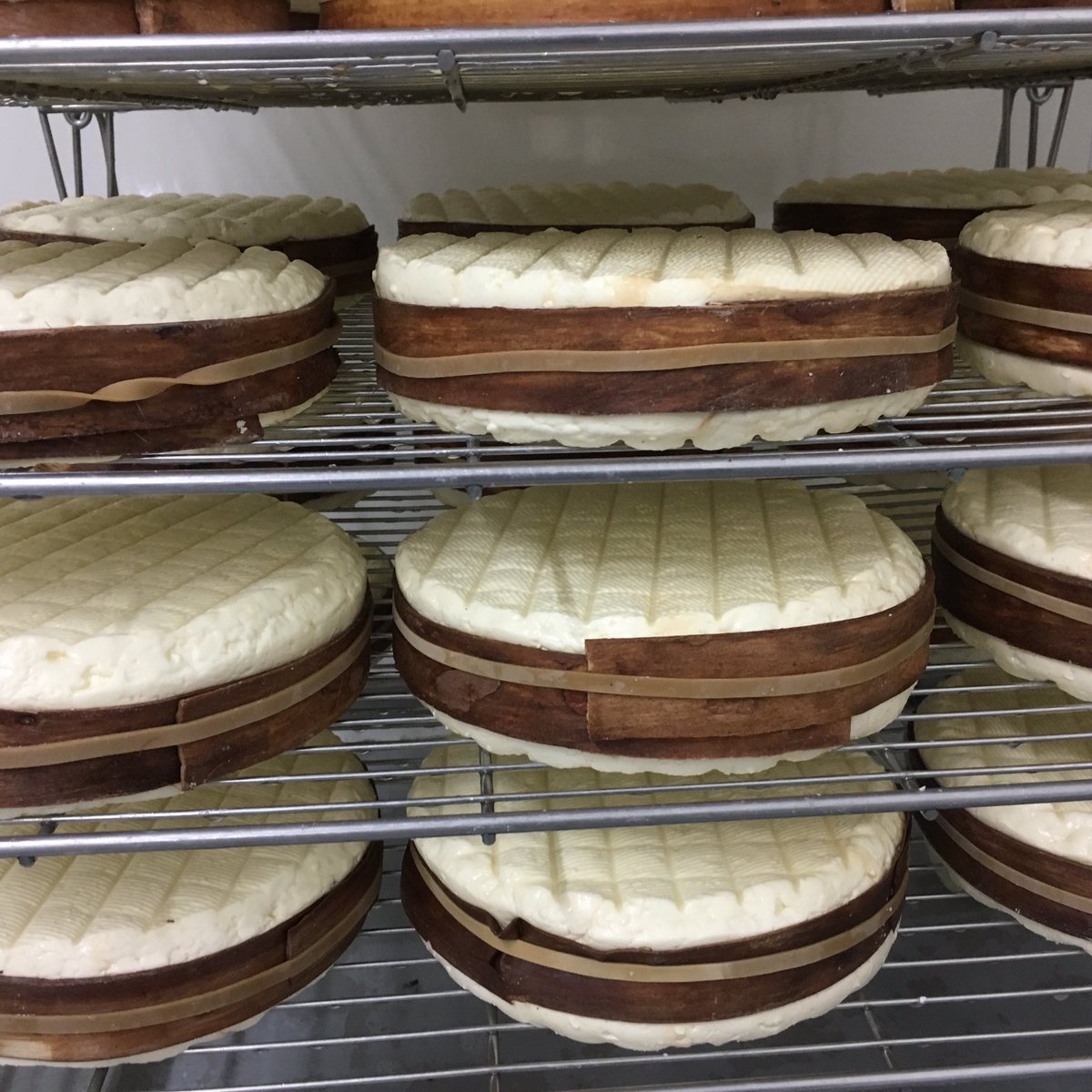 Baby Rollrights; they’ve just gotten their spruce girdles and are waiting for their first bath