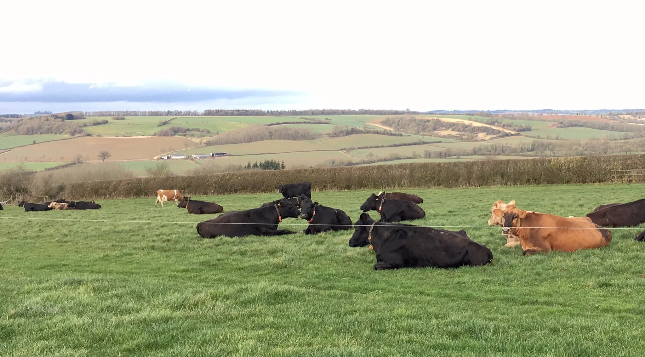 The ladies enjoying the lush pasture