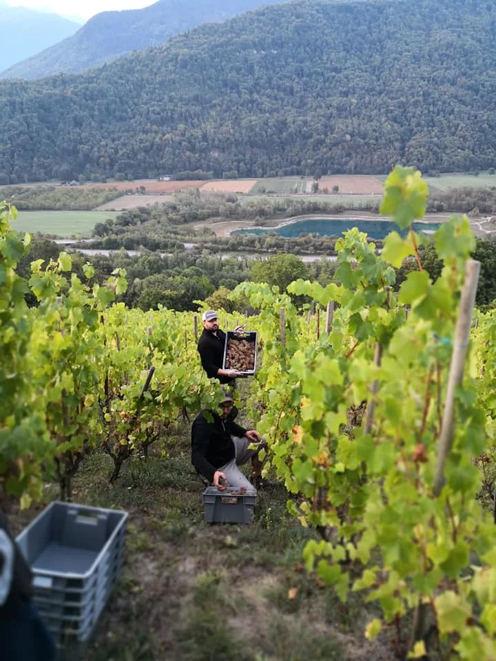 Harvest time in Savoie