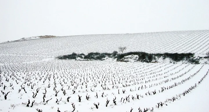 A bush trained vineyard of Pecina in winter