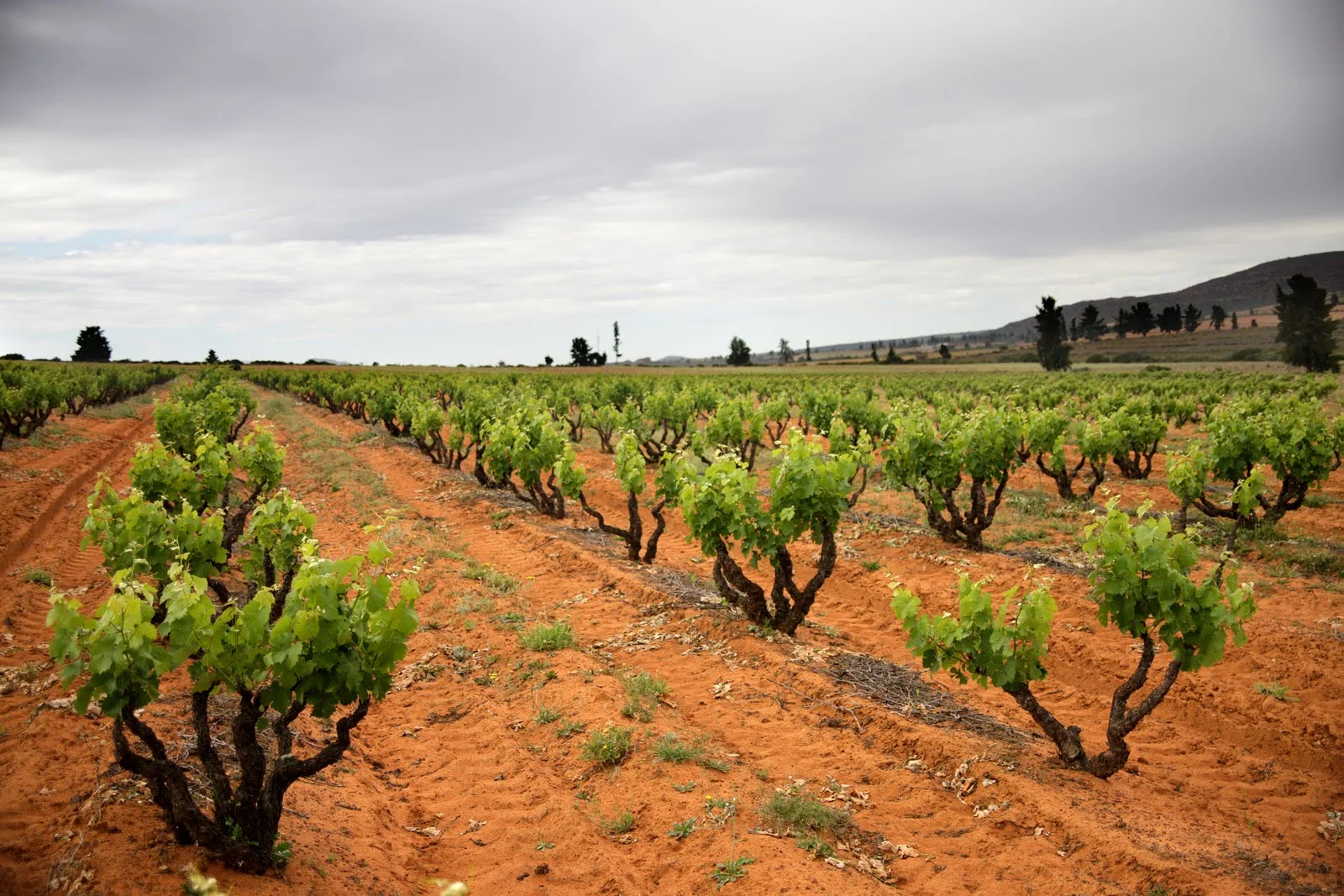 Old vines planted in the Citrusdal Mountains