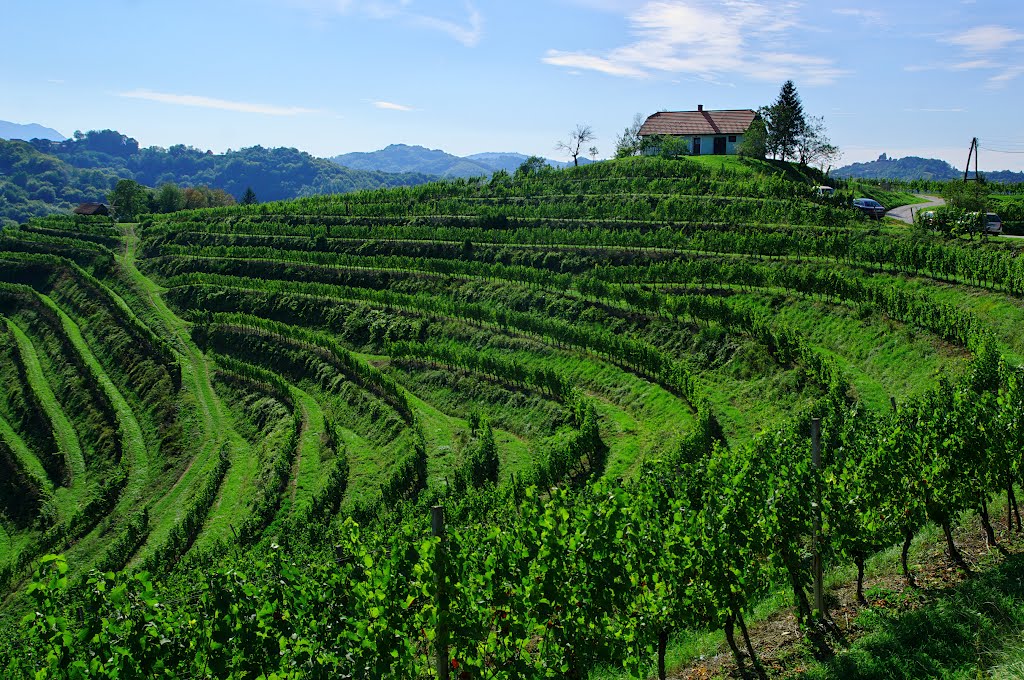 A vineyard in Northeast Slovenia