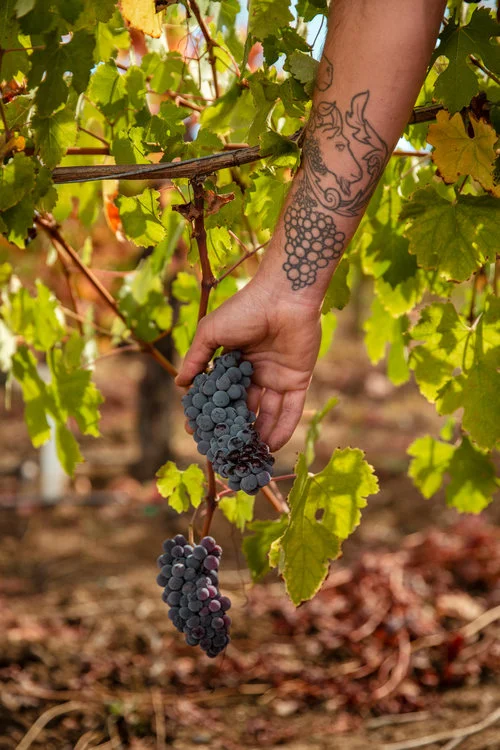 Evan-Lewandowski-Natural-Wines-140.jpg