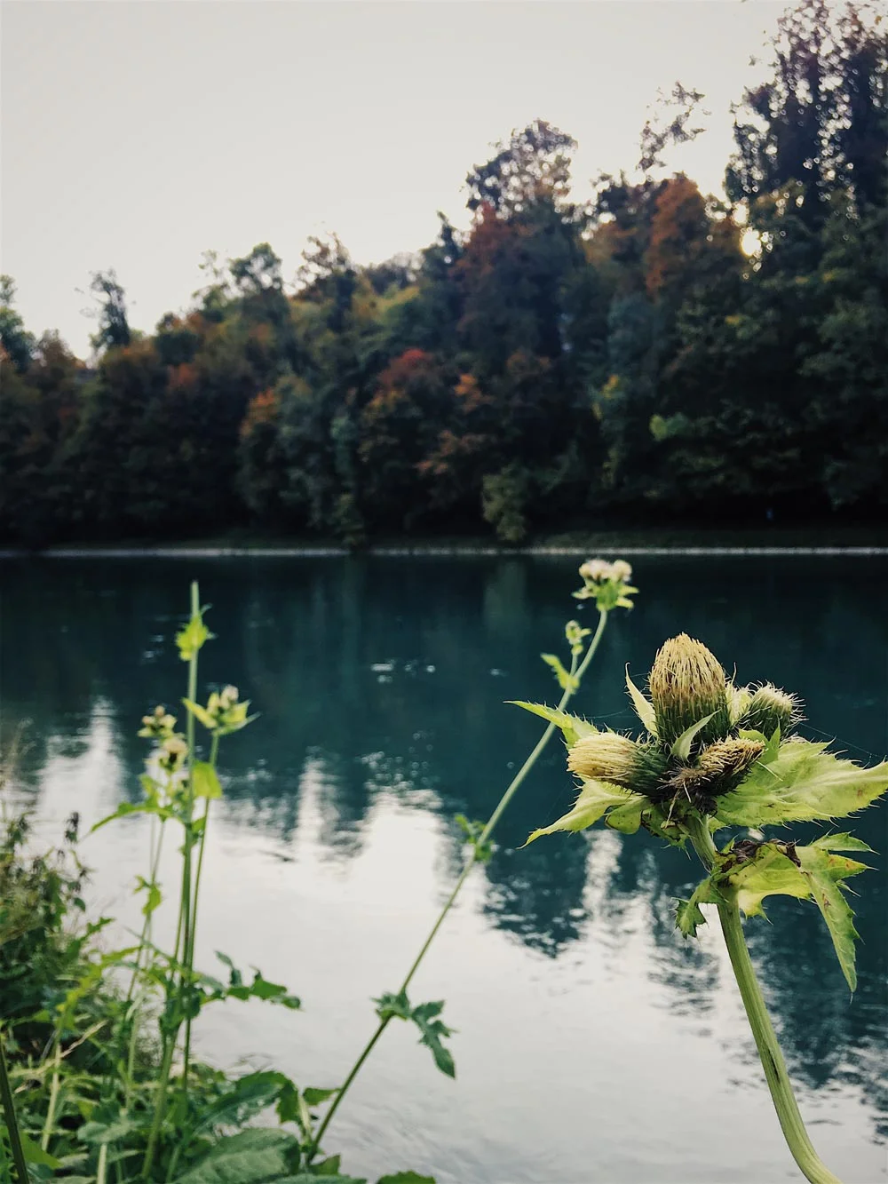 Aare_opt.jpg