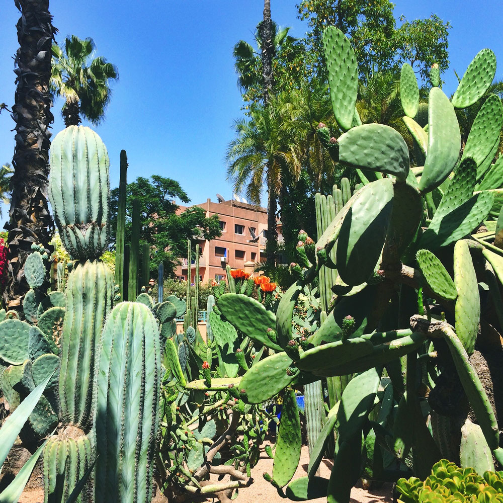 jardin-majorelle3.jpg