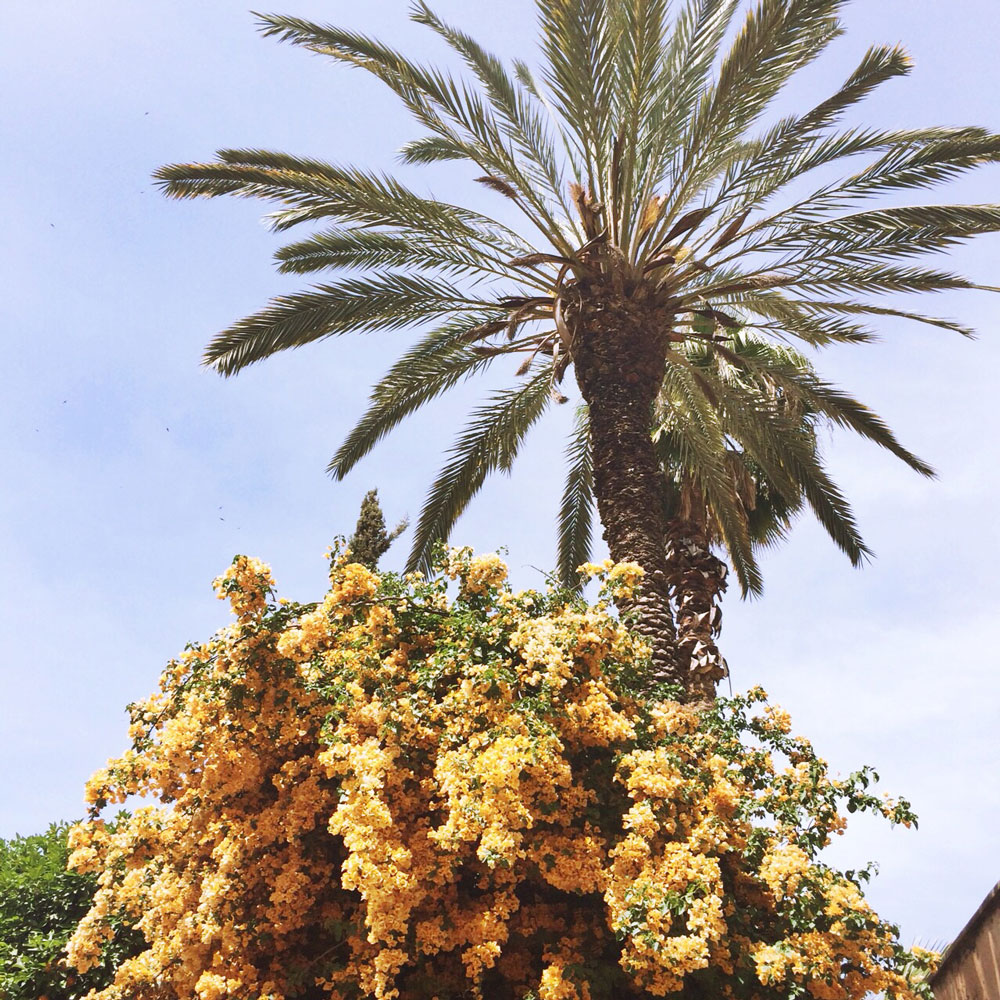 marrakech-flora1.jpg