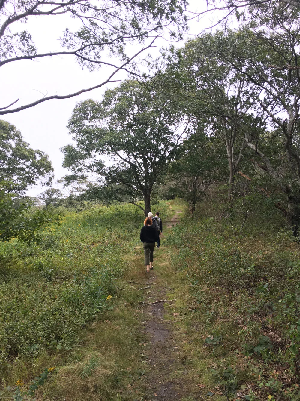MV-walk1.jpg