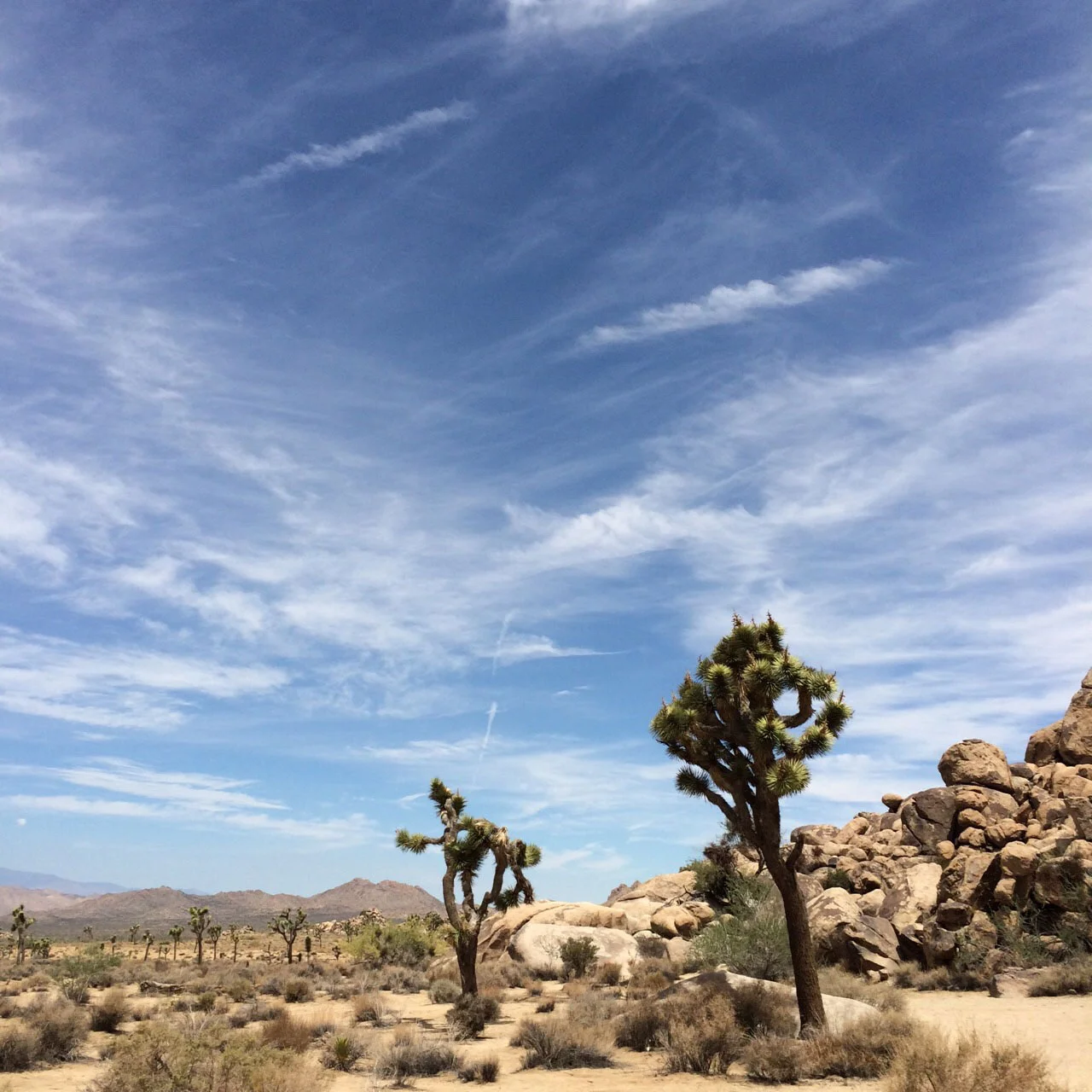 joshua-tree2.jpg