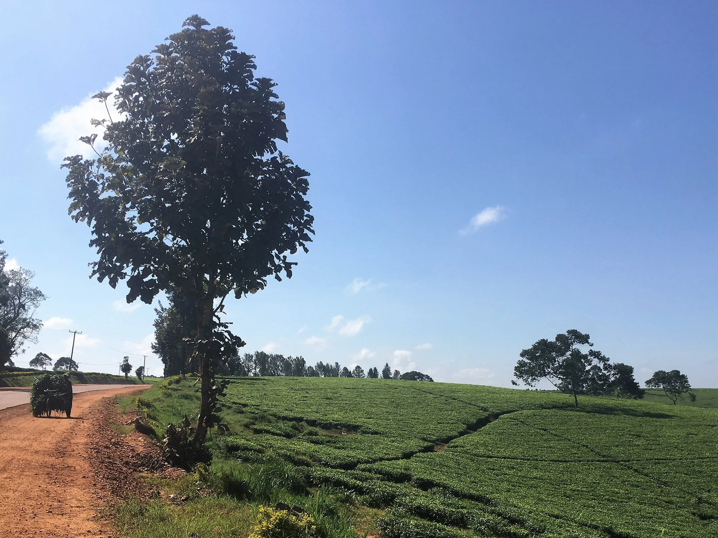 uganda road.jpg