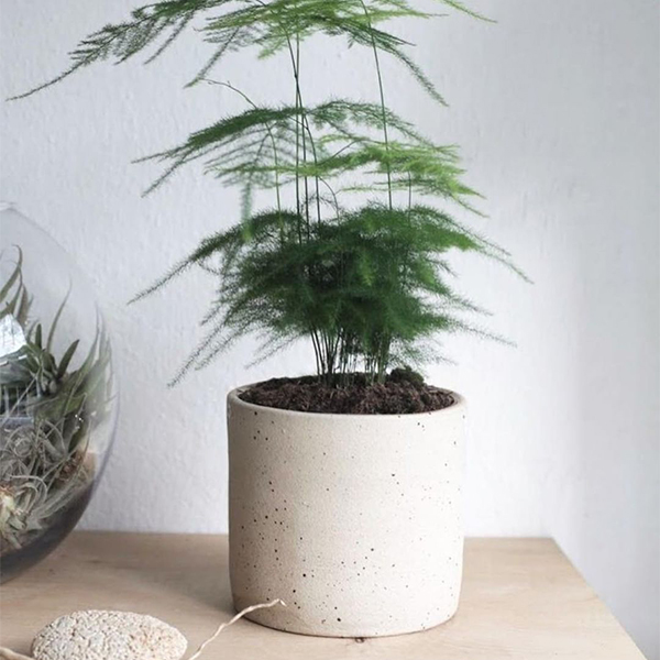 Dor-and-tan-clay-plant-pot-eco-sustainable-planter-lr.jpg
