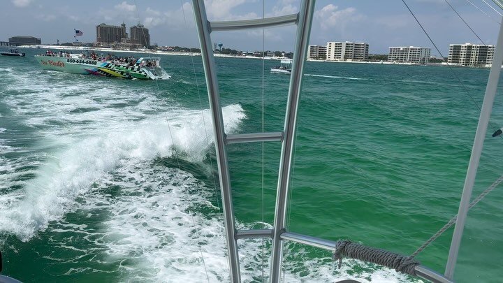 🐬 🐬 🐬
