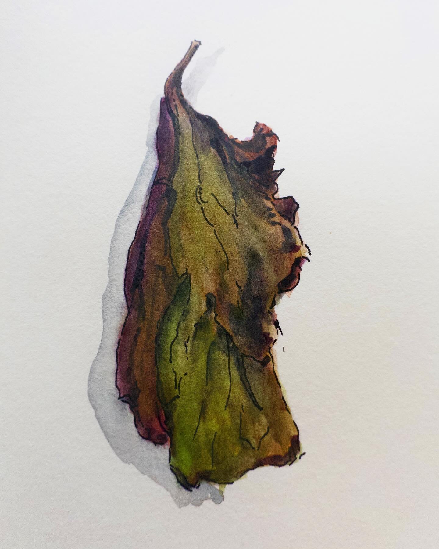 Faded #heuchera leaf. #botanicalart #watercolor.