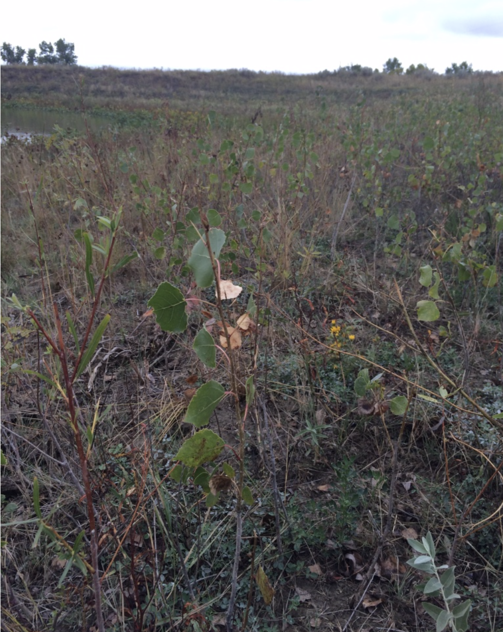 New cottonwood at Cinch Buckle Ranch, Montana