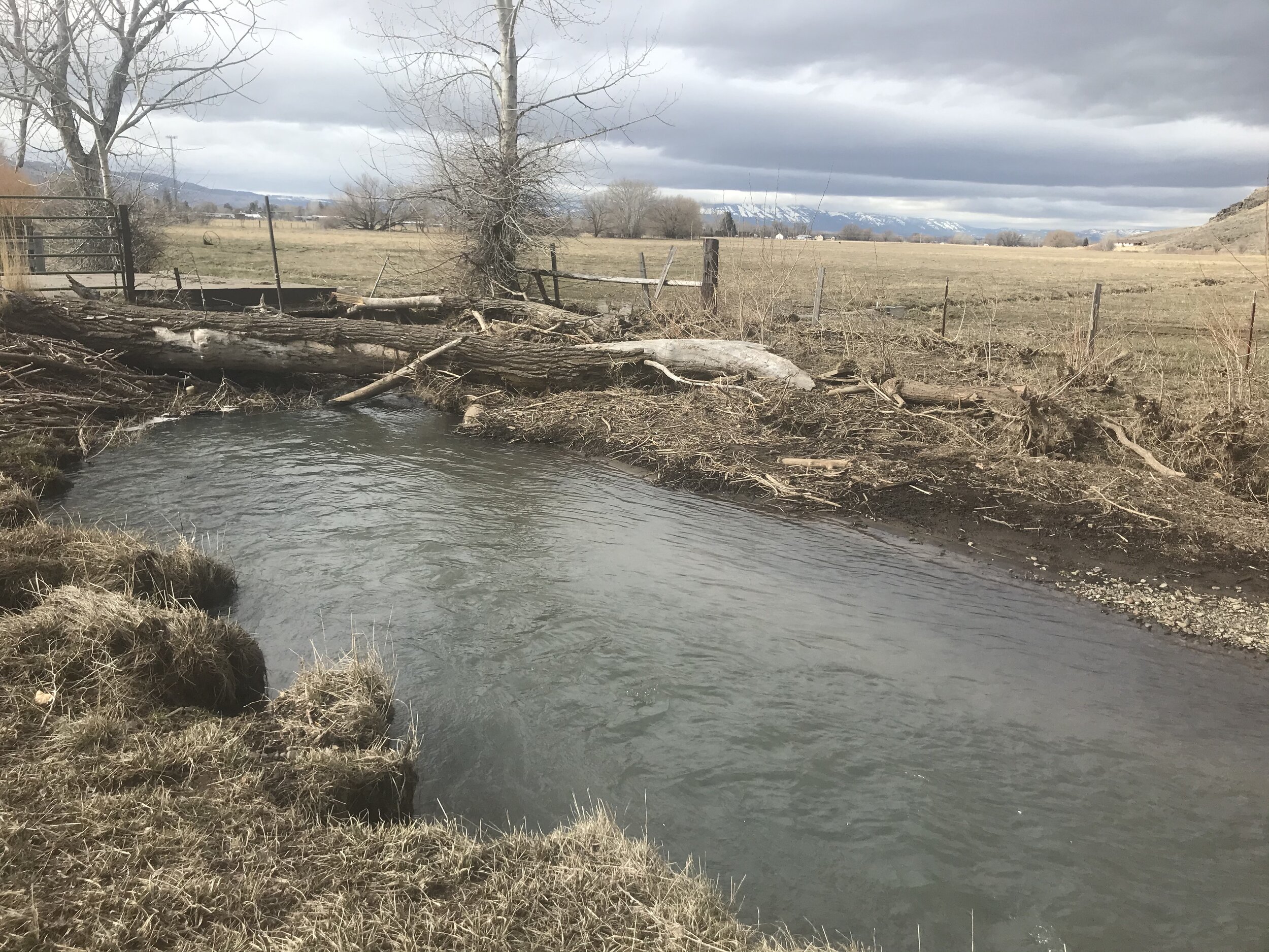 After the water subsided, we can see a river taking shape. This logjam trapped enough sediment on the far side to narrow the channel from 30 feet to 10 feet. It raised the bed elevation by at least one-foot. Willows and grass will secure this bank s…
