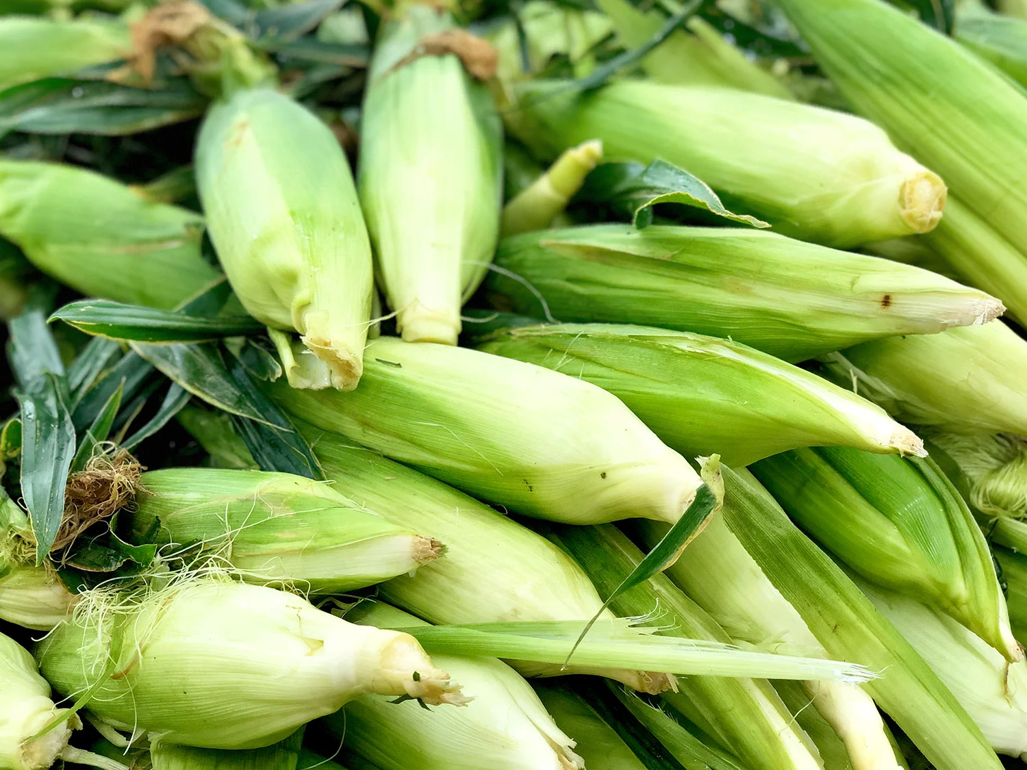 Corn-main.jpg