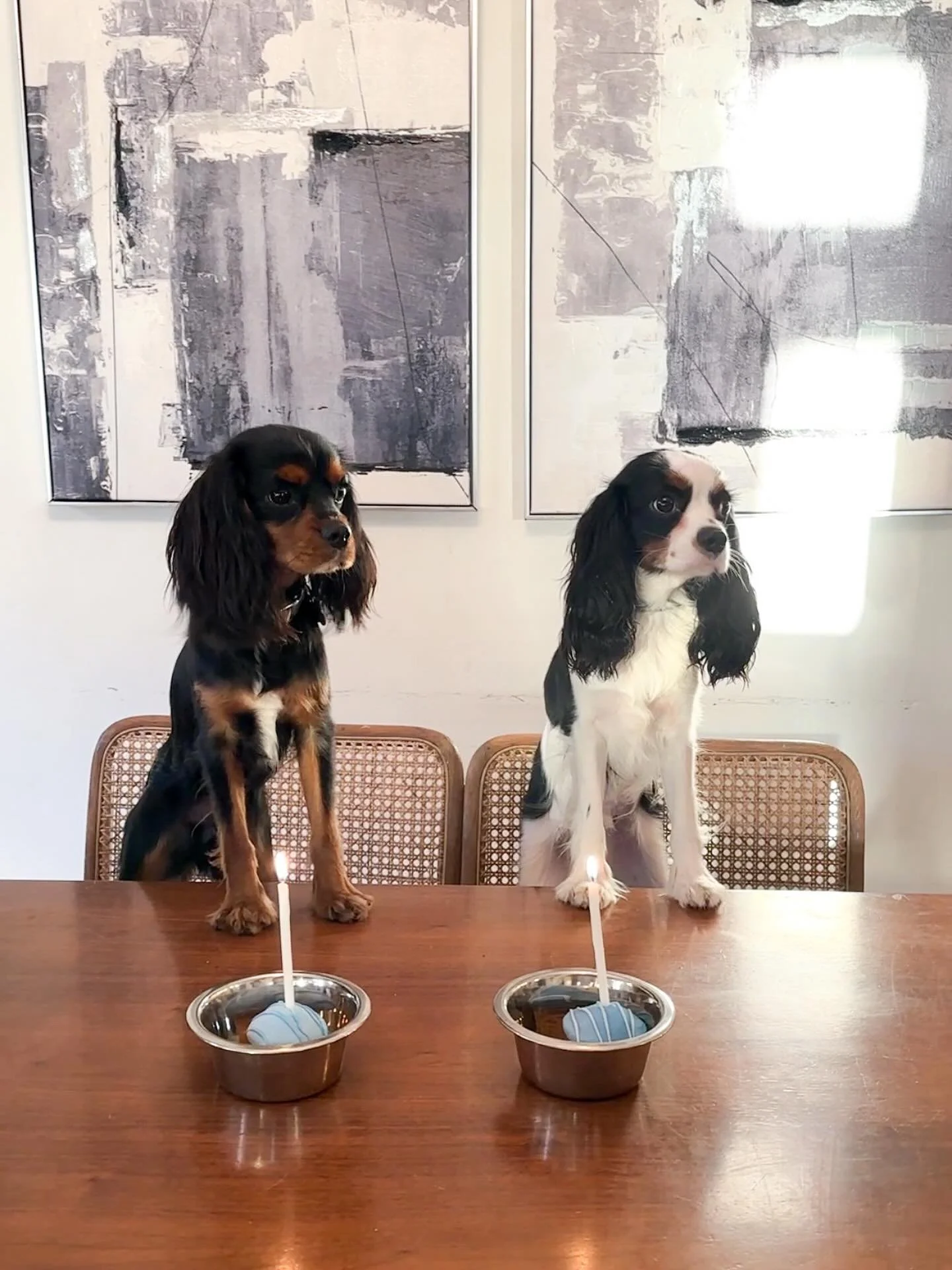 It&rsquo;s the birthday boys! Turtle and Drama are 1 year old today 🎂