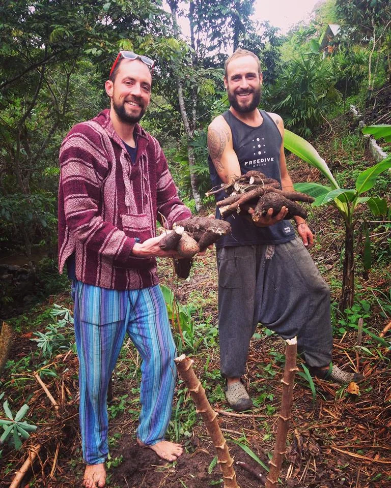 Harvesting yucca at Ch'i Bocól Community Hostel