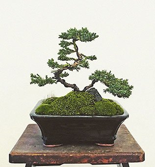 bonsai_tree_beginners_class.jpg